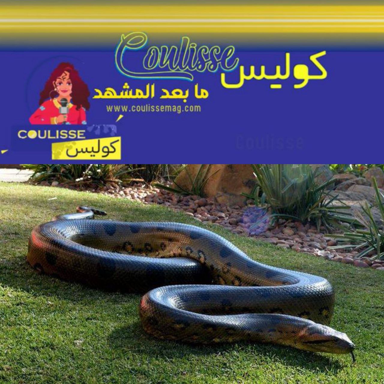شاهد أكبر ثعبان في العالم يظهر فجأة ماذا لو كان يتجه نحوك