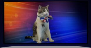 فيلم وثائقي يكشف سر شعبية القط "لاري" في مقر رئاسة الوزراء البريطاني؟