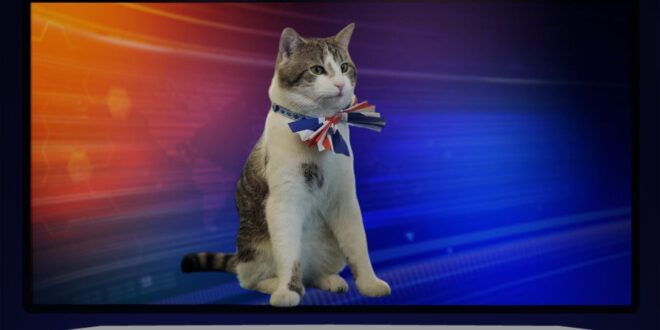 فيلم وثائقي يكشف سر شعبية القط "لاري" في مقر رئاسة الوزراء البريطاني؟