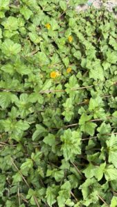 من صمود الأرض إلى حكمة القرار … العرفج يروي حكاية الكويت