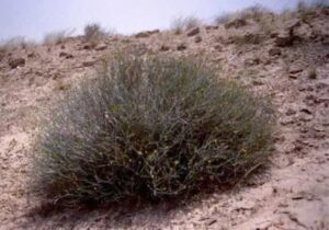 من صمود الأرض إلى حكمة القرار … العرفج يروي حكاية الكويت