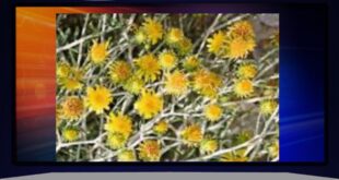 من صمود الأرض إلى حكمة القرار … العرفج يروي حكاية الكويت