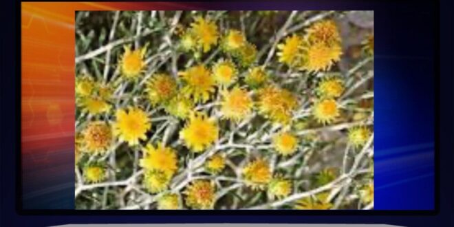 من صمود الأرض إلى حكمة القرار … العرفج يروي حكاية الكويت